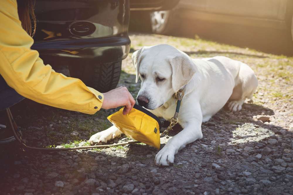 Dogs, Cars and Hot Weather Could End Badly