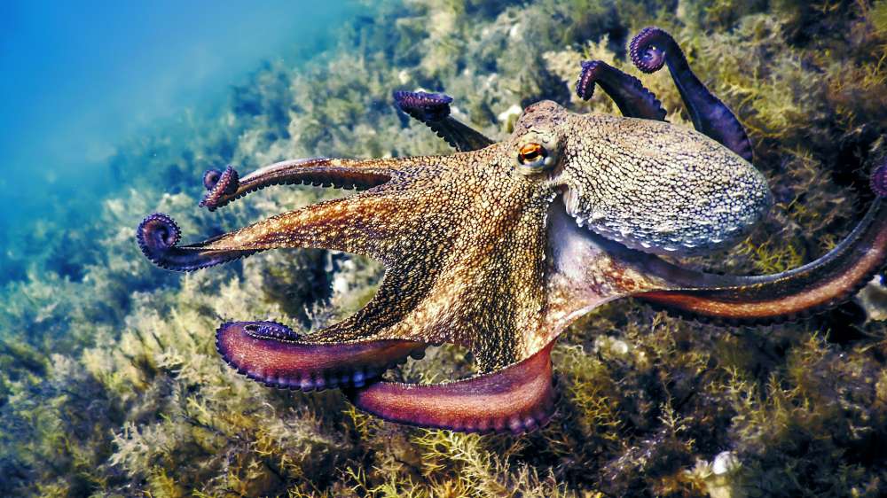 Octopus Numbers Boom in Cornwall Impact on Local Wildlife