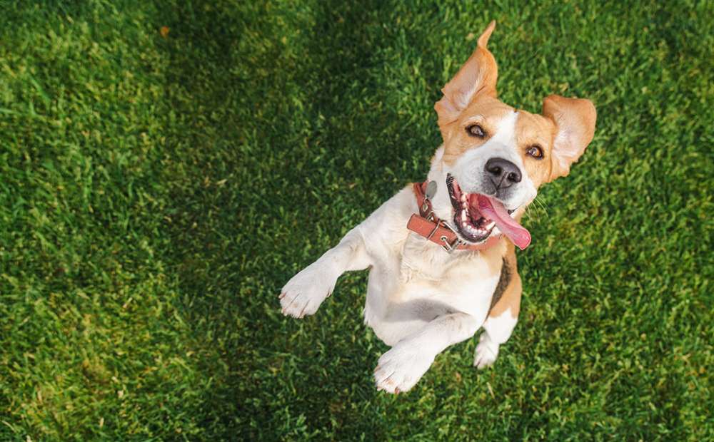 Secure Dog Walking Fields Near Hayle. A Safe Haven for Your Four Legged Friends